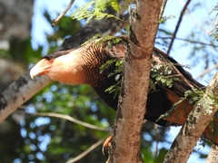 Caracara plancus
