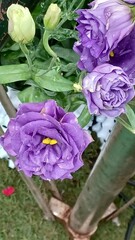 Eustoma russellianum