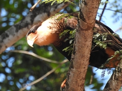 Caracara plancus