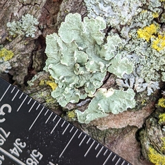 Flavopunctelia soredica