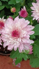Chrysanthemum morifolium