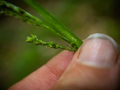 Carex arctata