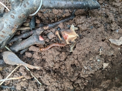 Lithobius forficatus
