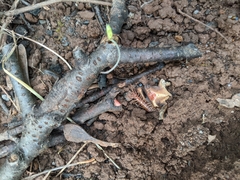 Lithobius forficatus