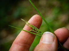 Carex arctata
