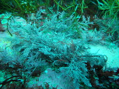 Ellisolandia elongata