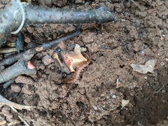 Lithobius forficatus