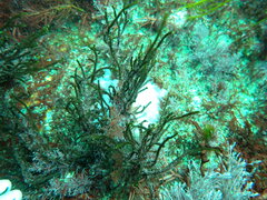 Cladostephus spongiosus