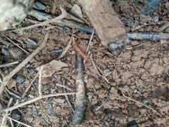 Lithobius forficatus