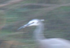 Egretta novaehollandiae