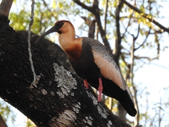 Theristicus caudatus