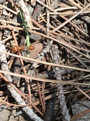 Pogonomyrmex californicus