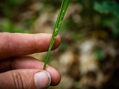 Carex arctata