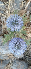 Echinops orientalis