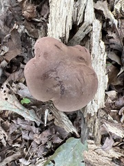 Tylopilus