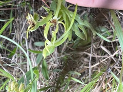 Habenaria floribunda