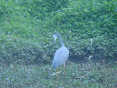 Egretta novaehollandiae