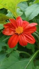 Tithonia
