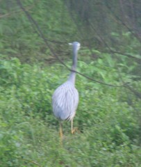 Egretta novaehollandiae