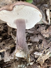 Tylopilus