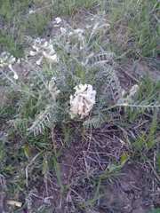 Sophora nuttalliana