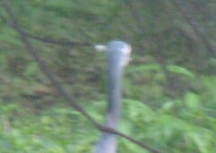 Egretta novaehollandiae