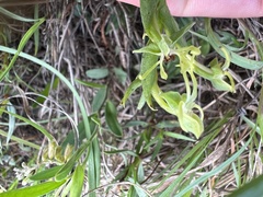Habenaria floribunda