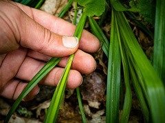 Carex arctata