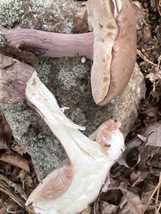 Tylopilus