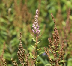 Spiraea tomentosa