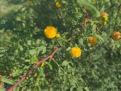 Vachellia constricta