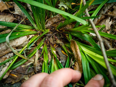 Carex arctata