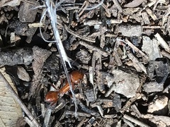 Pogonomyrmex californicus