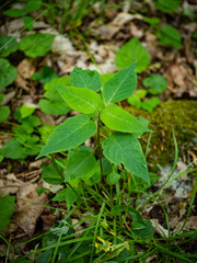 Circaea canadensis