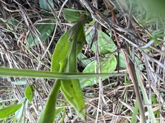 Habenaria floribunda