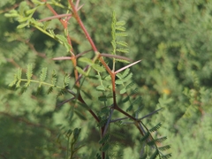 Vachellia constricta