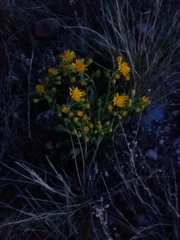 Packera tridenticulata