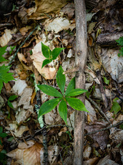 Medeola virginiana