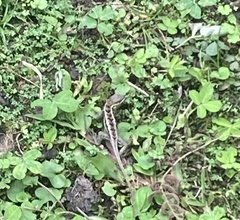 Stenocercus santander