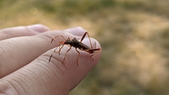 Coreoidea
