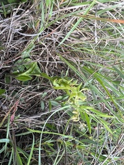 Habenaria floribunda