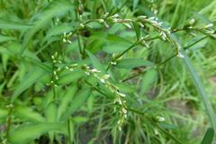Persicaria hydropiper