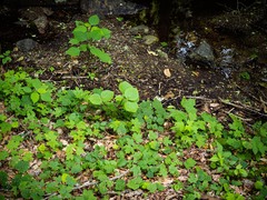 Viburnum lantanoides