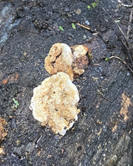 Fuscopostia fragilis