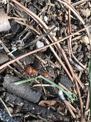 Pogonomyrmex californicus