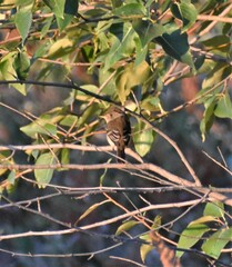 Empidonax difficilis