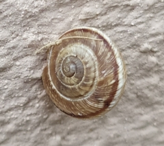 Cernuella cisalpina