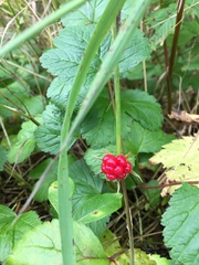 Rubus chamaemorus