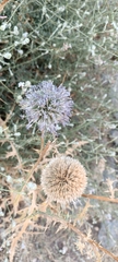 Echinops orientalis