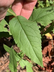 Eupatorium godfreyanum
